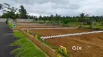 Premium plants in Nelamangala for sale