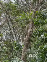 65 cent rubber plot for sale