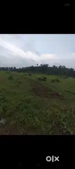 अमिलिया कोल माइनस सिंगरौली बैंड