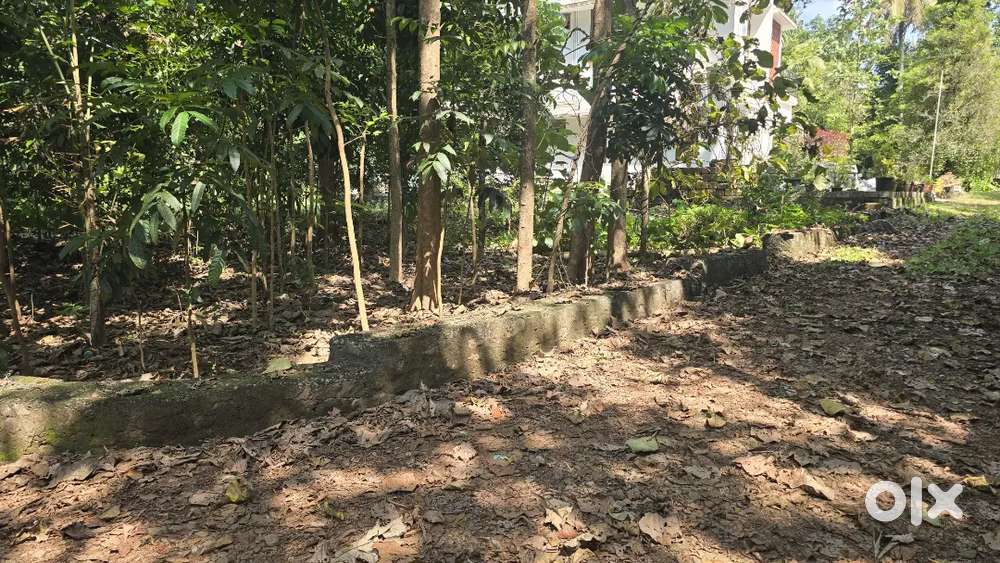 Angamaly mookkannoor kokkunnu 9 cent house plot for sale immediately
