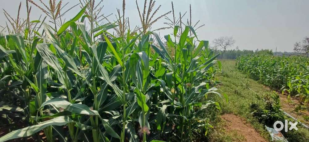 25 lakh per Acre only,1 Acre agri land for sale,Clear Title&Boundary