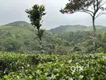 41cent 360 Forest view land near Vagamon