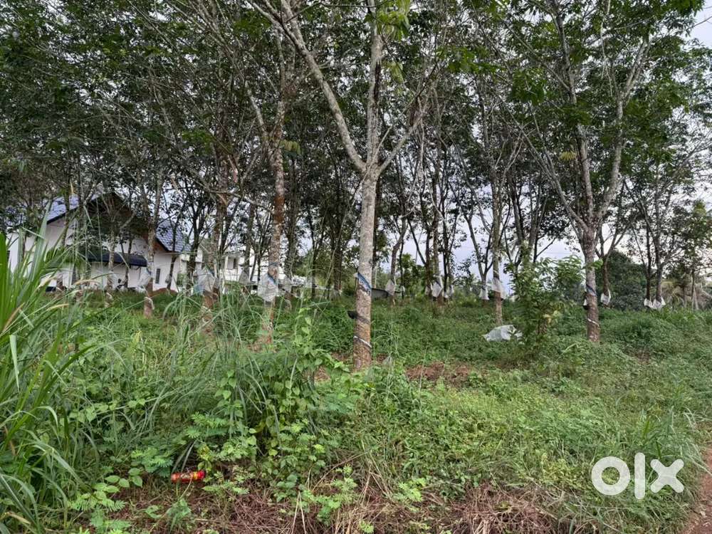 21.5 cent plot in alayamon panchayat, Alencherry anchal