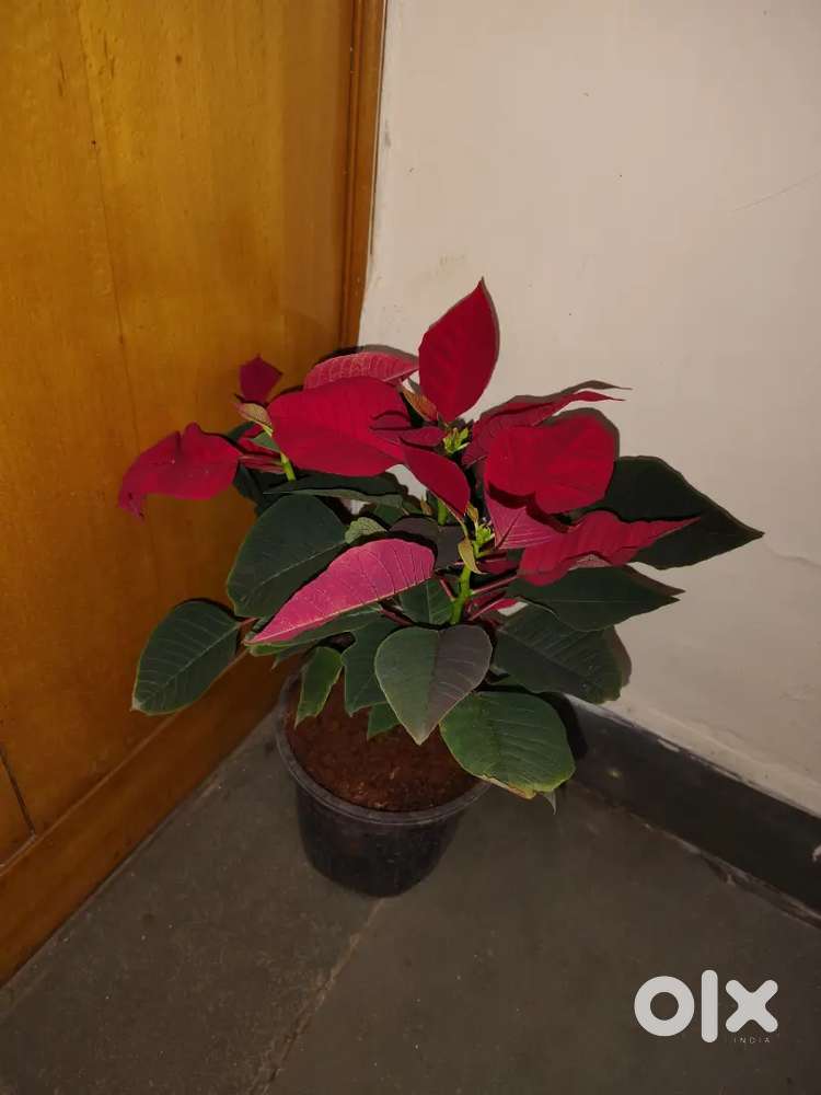 Indipendent House for Rent