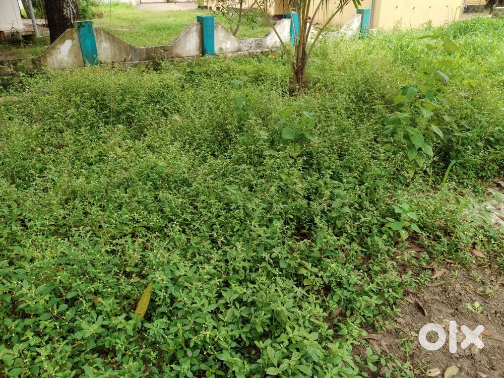 Kollam Vimla Hiratheyam School   near ammanada 7 cent