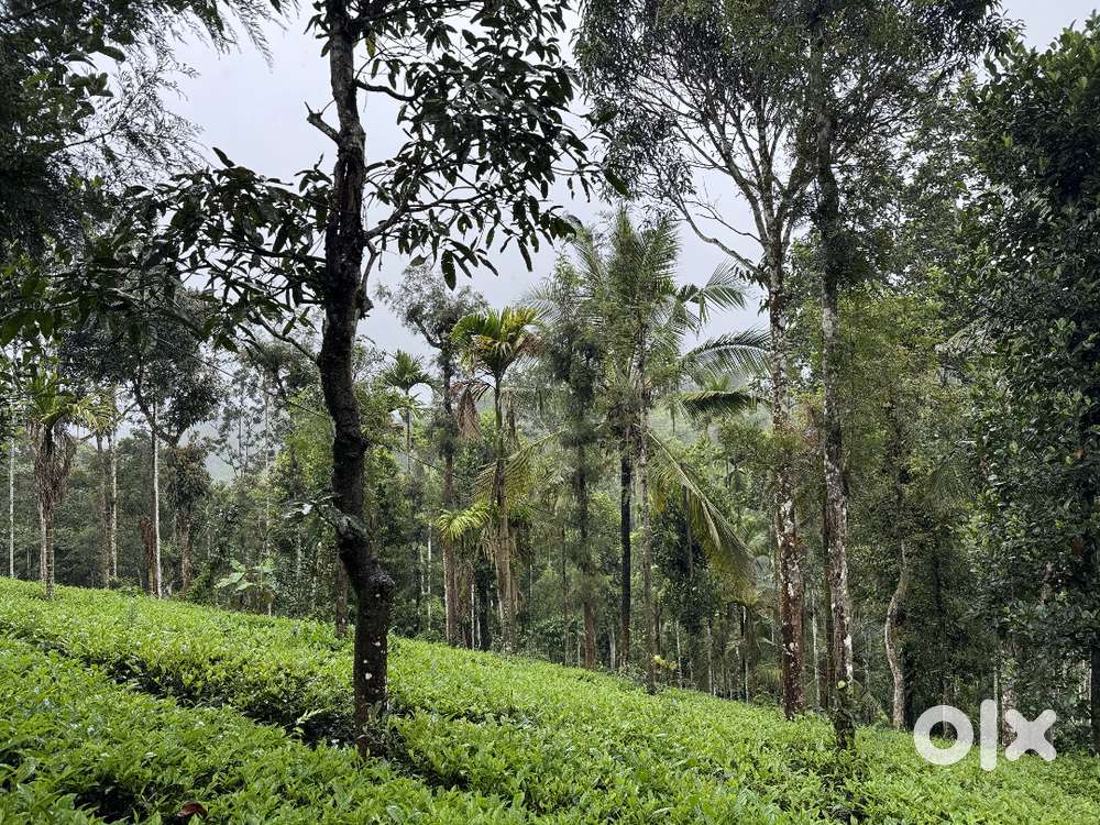 Tea Estate for Sale