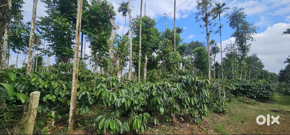 50 cent coffee plantation with an average annually income of Rs.150000