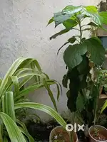 Avacado plant