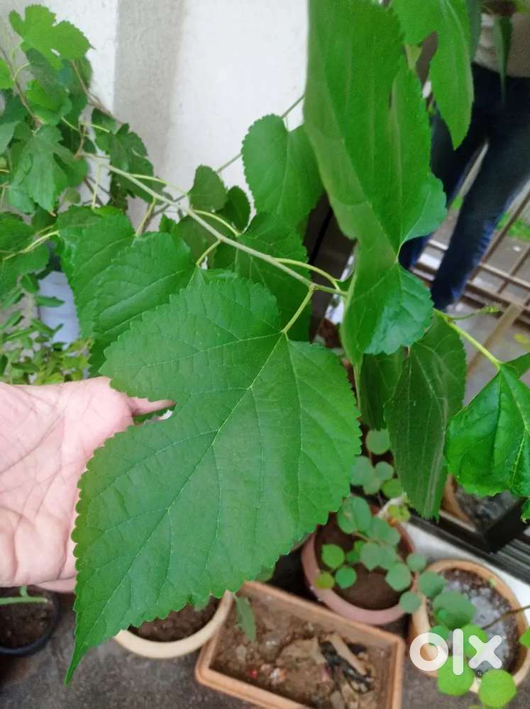 Mulberry plant in pot