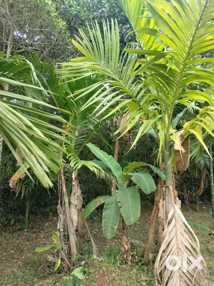 1 Acre Prime Agricultural Land for Sale