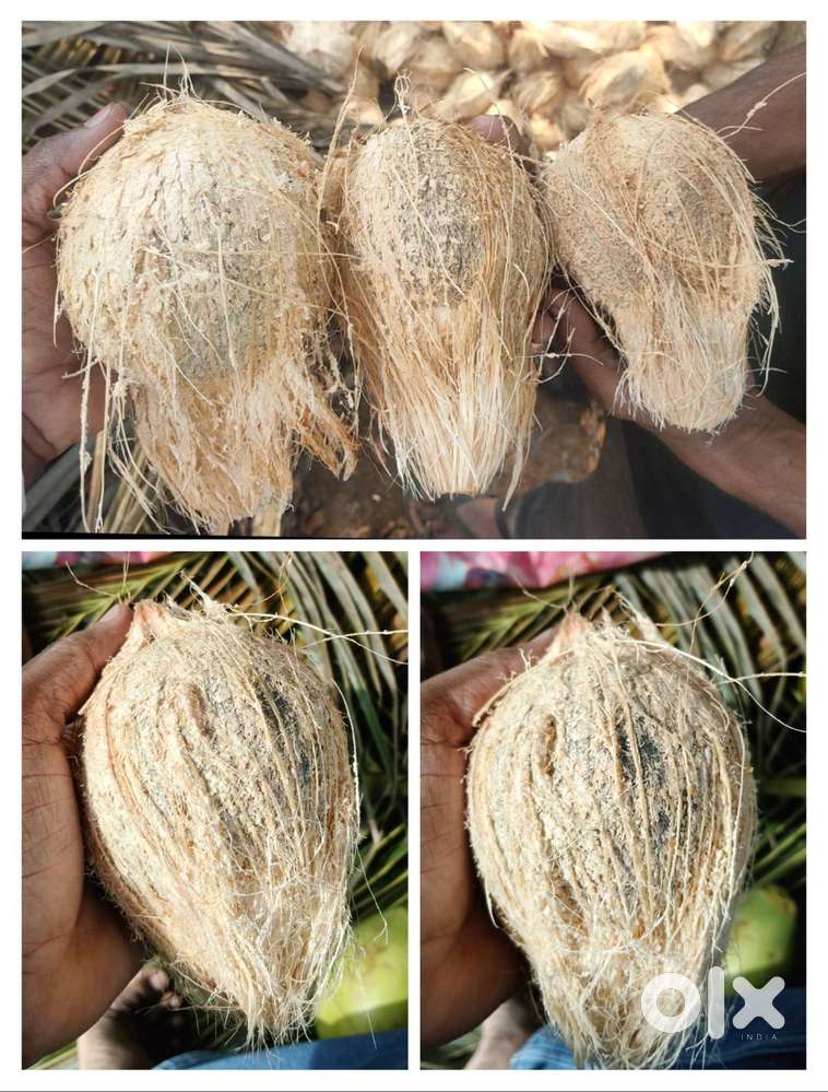 JP TRADERS, Coconuts semi husked wholesale suppliers.
