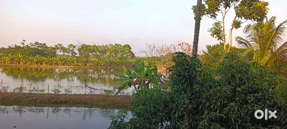 4 bigha land for sale near basirhat minakha thana