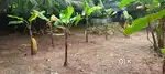 6 cent house plot is ready for sale near thonnamkuzhi
