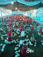 Poultry farm -Worker