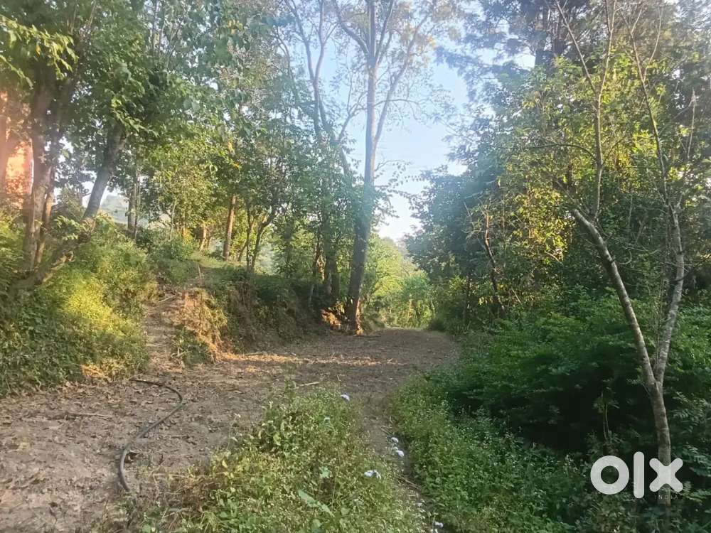 9 bhiga land plot at road Side sell urgently in one weak