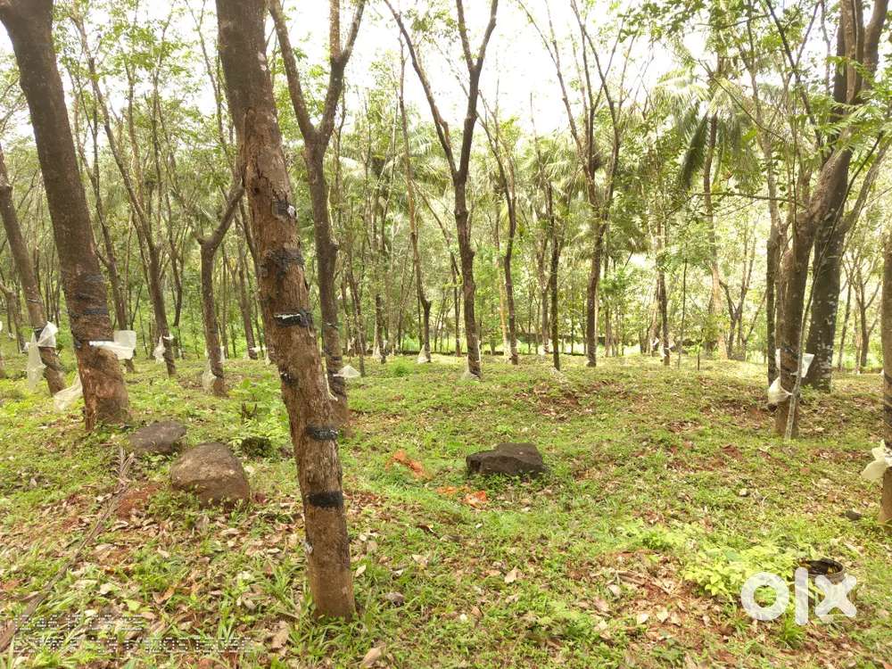 Rubber tapping worker needed with family stay