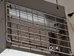 Fly catcher at karvenagar pune