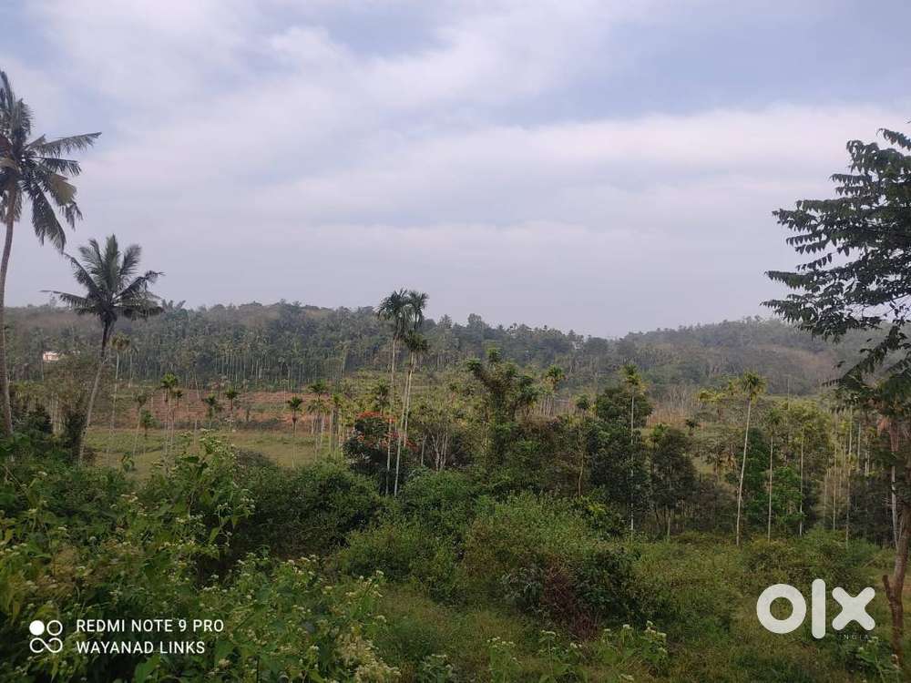 Premium 1 Acre View Plot for Sale  Dasanakkara Mananthavady Wayanad
