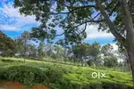 15 acre Tea Estate for sale in Kotagiri