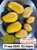 वर्षातून दोन ते तीन वेळा येणारा झेन आंबा