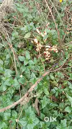 Land for sale 15 cent