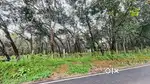 20 cents road side