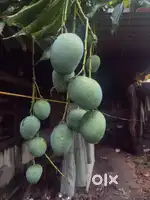 Raw mango for sale