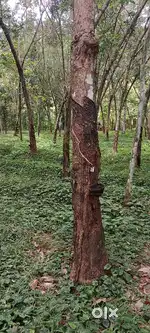 70 cent land for sale