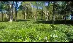 Vagamon Tea Growing 1 AC LA old pattayam Land for sale