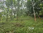 75 Cents Rubber Plantation for Sale.