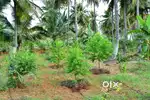 Premium Sandalwood Farmland with Security & Legal Assurance