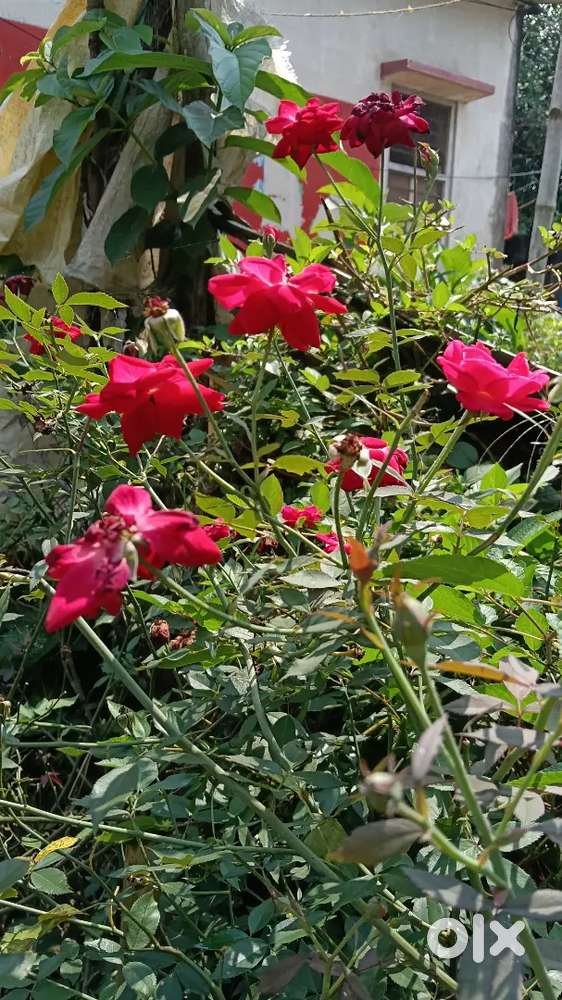 এখনে কম দামে জমি ও বাড়ি পাওয়া যায়