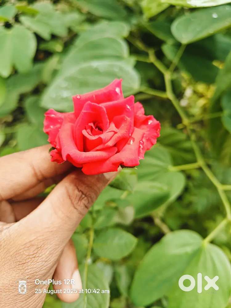 Need arjent only female for our Mahindra showroom