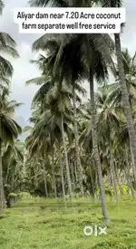 7.2 Acres Coconut farm near Aliyar dam