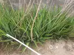 Want to sell alovera plant