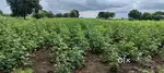 Agriculture land