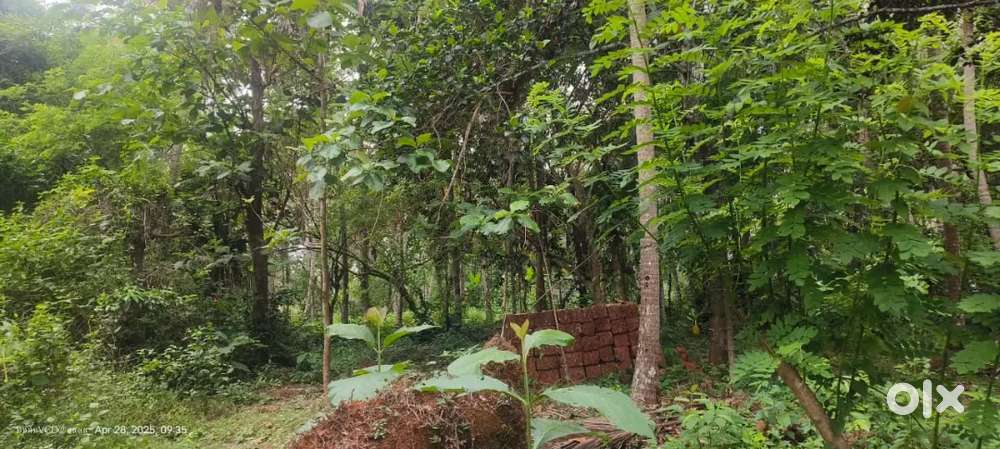 6 Cent Land for Sale @ Pulliparambu