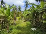 Land for lease പാട്ട കൃഷി