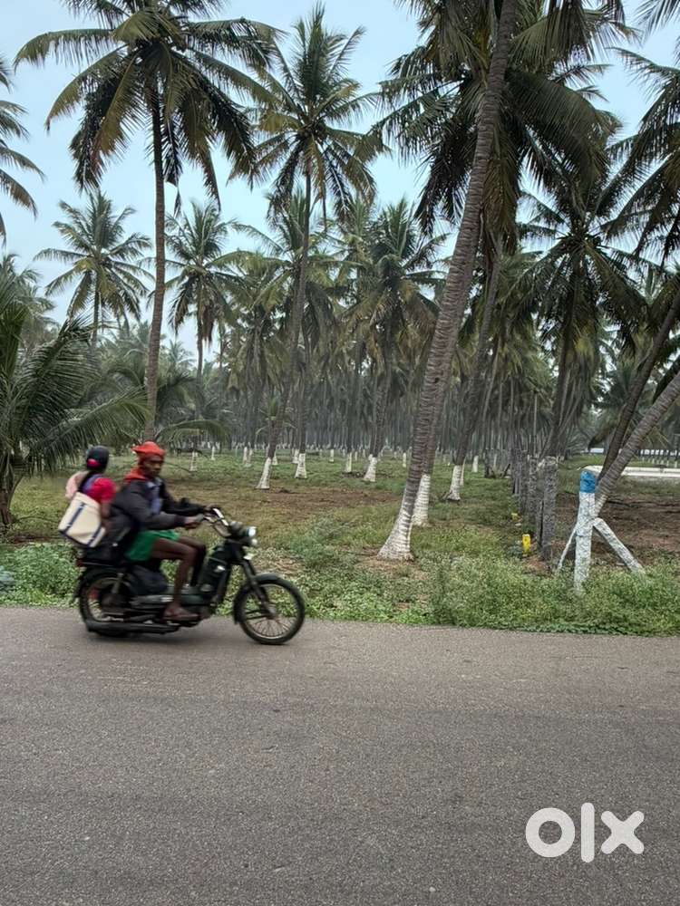Coconut farm / land for sale
