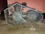 Water moter