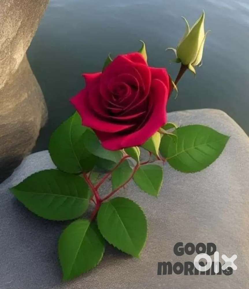 2bhk room set for family... near guru har rai school