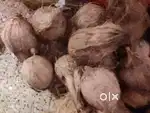 Cocanet Tengu