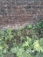 3 KATA VACANT LAND FOR SALE AT JYOTI NAGAR