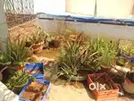 Healing Plants with or without pots