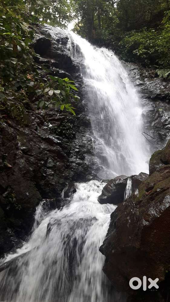 Madikeri; Coorg:151 acres coffee estate with water falls near Madikeri