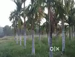 One acre road facing arecanut plantation for sale