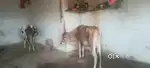 4  gaye ha  unke liye Sahni bhusa gubar uhne ko ladka chaiye