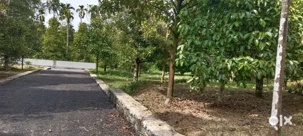 ANGAMALY NEAR BY N H 2 KM 5,6,8, 10 CENT PLOTS AVAILABLE
