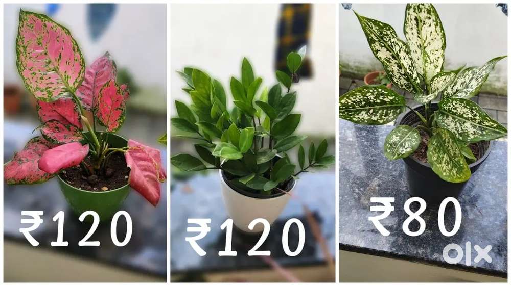 ALL PLANTS FOR SALE for MORE CONTACT MESSAGE