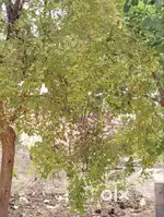 A TIPPAYYA COLONY, DATTA SCHOOL ROAD uma maheshwari kalyana mantapa